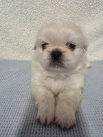 Ace, a male Pekingese for sale in Lincoln, AR – 7 of 10