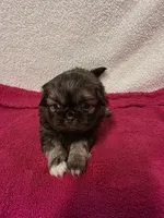 Kellie , a female Pekingese for sale in Lincoln, AR – 2 of 10