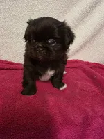 Mocha, a female Pekingese for sale in Lincoln, AR – 7 of 10