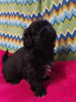 CKC Piper , a female Pekingese for sale in Lincoln, AR – 8 of 10