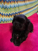 CKC Piper , a female Pekingese for sale in Lincoln, AR – 5 of 10