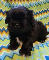 CKC Shadow , a male Pekingese for sale in Lincoln, AR – 5 of 9