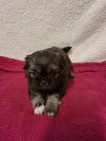 Kellie , a female Pekingese for sale in Lincoln, AR – 9 of 10