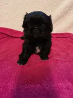 Baby, a female Pekingese for sale in Lincoln, AR – 6 of 10