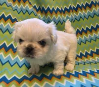 CKC DASH , a male Pekingese for sale in Lincoln, AR – 4 of 10