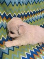 CKC DASH , a male Pekingese for sale in Lincoln, AR – 5 of 10