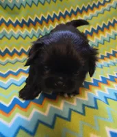 CKC Shadow , a male Pekingese for sale in Lincoln, AR – 6 of 9