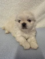 Ace, a male Pekingese for sale in Lincoln, AR – 6 of 10