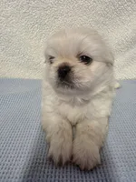 Ace, a male Pekingese for sale in Lincoln, AR – 5 of 10