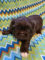 CKC Zipp, a male Pekingese for sale in Lincoln, AR – 8 of 10