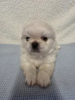 Ace, a male Pekingese for sale in Lincoln, AR – 9 of 10