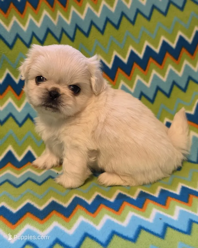 CKC DASH  – Pekingese puppy for sale in Lincoln, AR