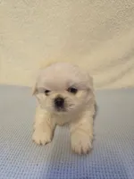 Ace, a male Pekingese for sale in Lincoln, AR – 3 of 10