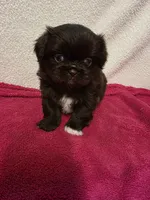 Mocha, a female Pekingese for sale in Lincoln, AR – 2 of 10