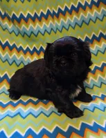 CKC Shadow , a male Pekingese for sale in Lincoln, AR – 7 of 9