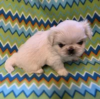CKC DASH , a male Pekingese for sale in Lincoln, AR – 9 of 10