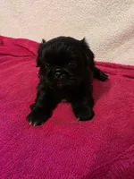 Baby, a female Pekingese for sale in Lincoln, AR – 7 of 10