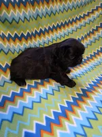 CKC Shadow , a male Pekingese for sale in Lincoln, AR – 9 of 9