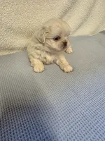 Max, a male Pekingese for sale in Lincoln, AR – 9 of 10