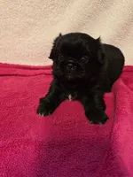 Baby, a female Pekingese for sale in Lincoln, AR – 9 of 10