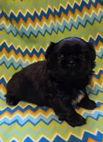 CKC Shadow , a male Pekingese for sale in Lincoln, AR – 3 of 9
