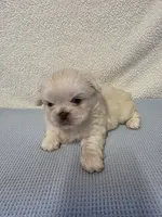 Max, a male Pekingese for sale in Lincoln, AR – 2 of 10