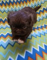 CKC Zipp, a male Pekingese for sale in Lincoln, AR – 9 of 10
