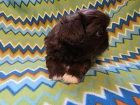 CKC Zipp, a male Pekingese for sale in Lincoln, AR – 4 of 10