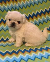 CKC DASH , a male Pekingese for sale in Lincoln, AR – 7 of 10