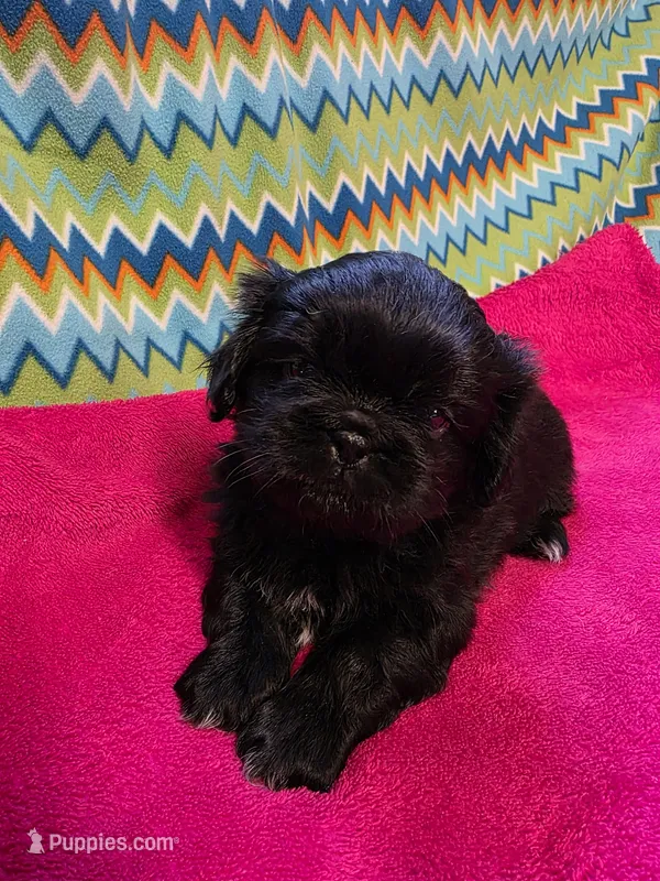 CKC Piper  – Pekingese puppy for sale in Lincoln, AR