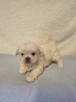 Max, a male Pekingese for sale in Lincoln, AR – 6 of 10