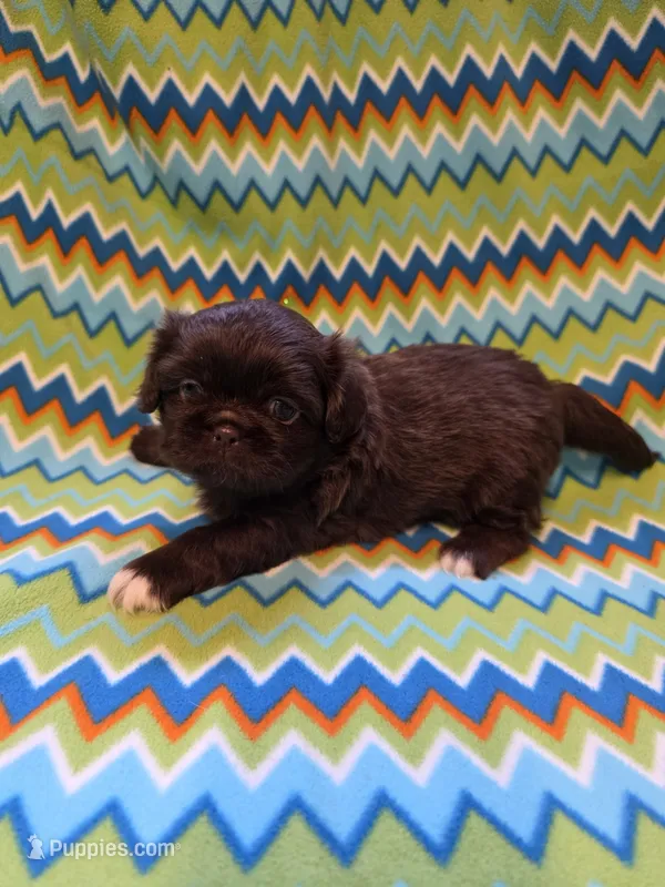 CKC Zipp – Pekingese puppy for sale in Lincoln, AR