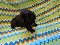 CKC Shadow , a male Pekingese for sale in Lincoln, AR – 8 of 9