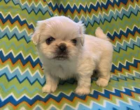 CKC DASH , a male Pekingese for sale in Lincoln, AR – 2 of 10