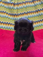 CKC Piper , a female Pekingese for sale in Lincoln, AR – 9 of 10