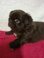 Mocha, a female Pekingese for sale in Lincoln, AR – 8 of 10