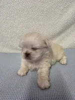 Max, a male Pekingese for sale in Lincoln, AR – 8 of 10