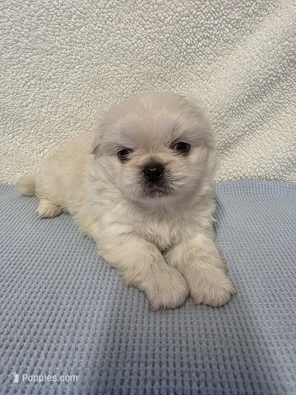 Ace – Pekingese puppy for sale in Lincoln, AR