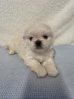 Ace, a male Pekingese for sale in Lincoln, AR – 1 of 10