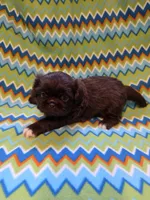 CKC Zipp, a male Pekingese for sale in Lincoln, AR – 10 of 10