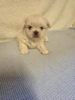 Max, a male Pekingese for sale in Lincoln, AR – 4 of 10
