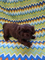 CKC Zipp, a male Pekingese for sale in Lincoln, AR – 3 of 10