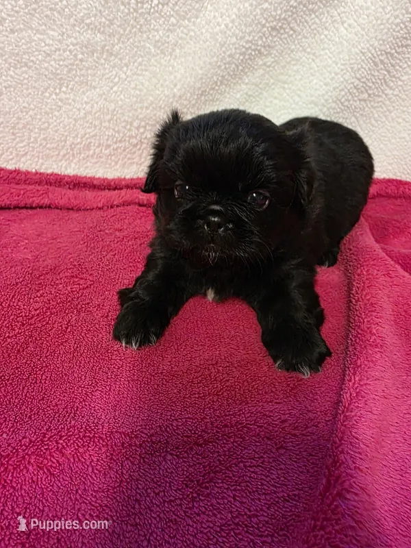 Baby – Pekingese puppy for sale in Lincoln, AR