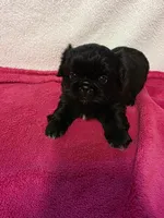 Baby, a female Pekingese for sale in Lincoln, AR – 1 of 10