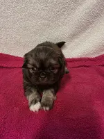 Kellie , a female Pekingese for sale in Lincoln, AR – 4 of 10