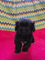 CKC Piper , a female Pekingese for sale in Lincoln, AR – 10 of 10