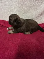 Kellie , a female Pekingese for sale in Lincoln, AR – 6 of 10