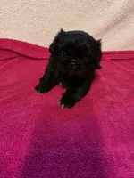 Baby, a female Pekingese for sale in Lincoln, AR – 4 of 10