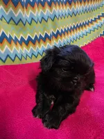 CKC Piper , a female Pekingese for sale in Lincoln, AR – 3 of 10