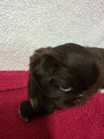 Mocha, a female Pekingese for sale in Lincoln, AR – 5 of 10